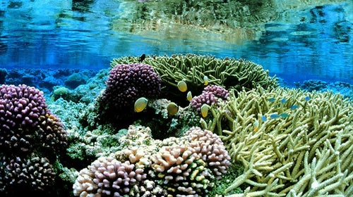 The Palmyra Atoll National Wildlife Refuge has been part of the Pacific Remote Islands Marine National Monument since 2009. https://www.flickr.com/photos/usfwshq/