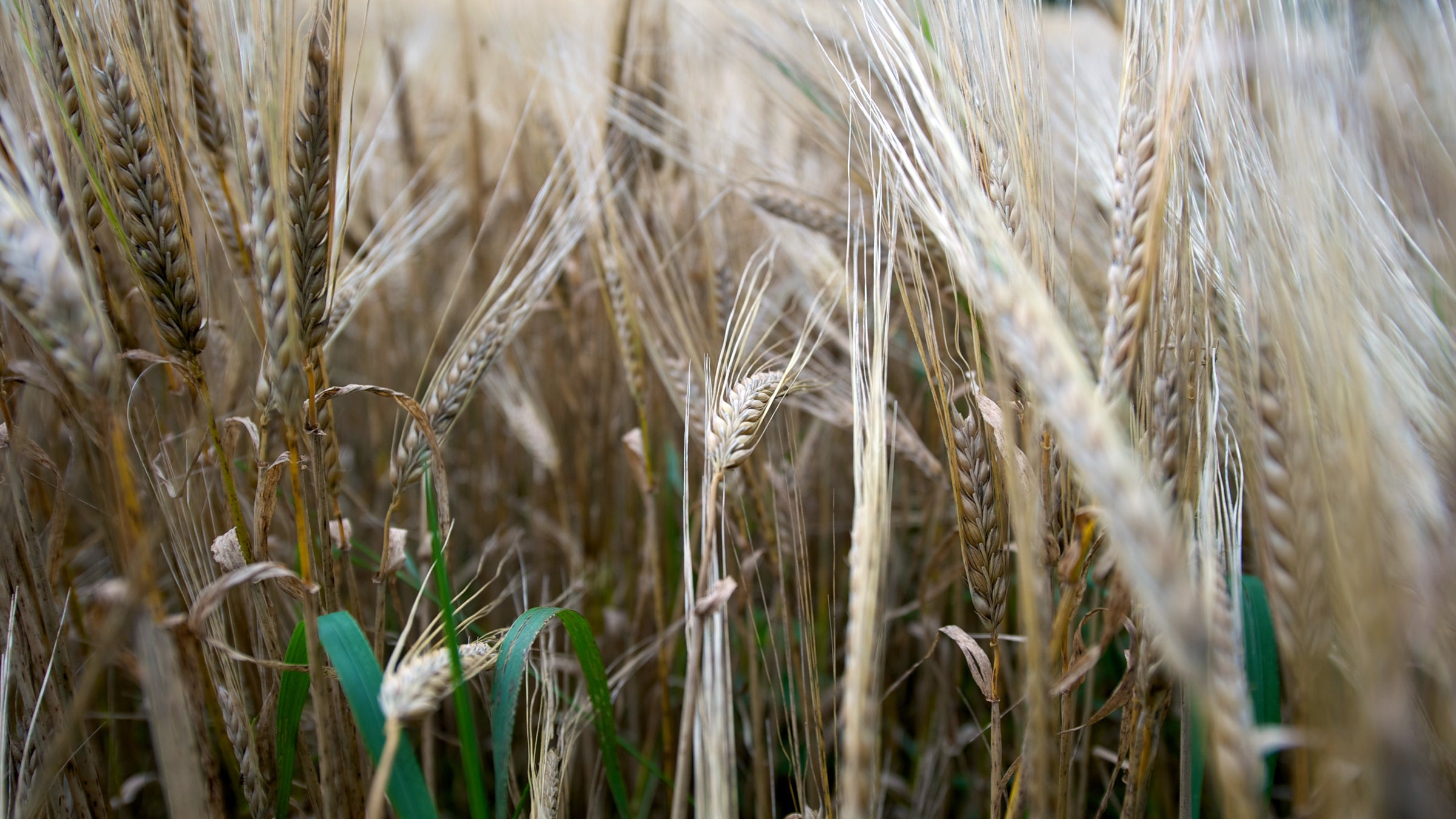 barley malt barley maltser american beer brewery outside outside magazine outside online billings gazette news from the field beer prices