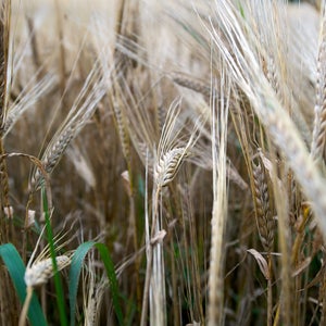 barley malt barley maltser american beer brewery outside outside magazine outside online billings gazette news from the field beer prices