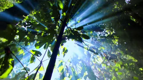 conservation international m sanjayan environmental protection ad campaign outside outside magazine outside online kevin spacey harrison ford peter seligmann lee clow news from the field hannah weinberger the rainforest the soil penelope cruz julia roberts mother earth personification