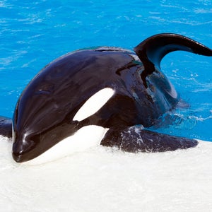 While SeaWorld reports a slight increase in attendance this year, from last year's second quarter, earnings have been a real flop.
