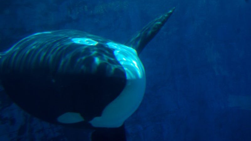 seaworld shareholders ut san diego news from the field outside outside magazine outside online orcas stock inflation