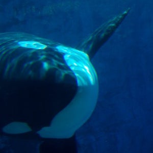 seaworld shareholders ut san diego news from the field outside outside magazine outside online orcas stock inflation