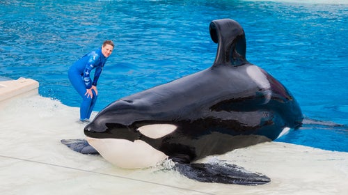 seaworld san diego killer whale orca osha blackfish