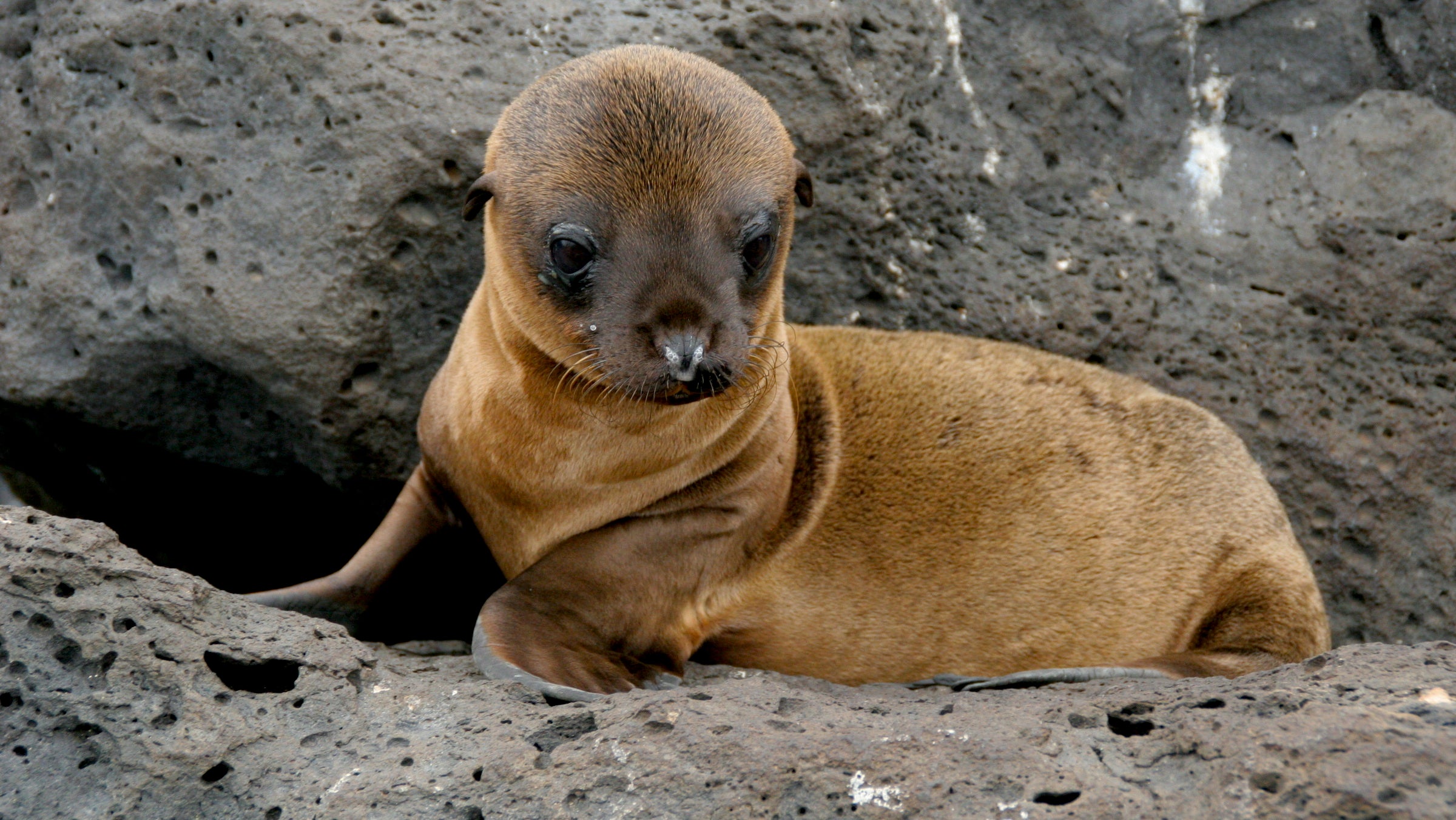 sea lion Galapagos giant wildlife Michael Perry volcano lava Cynthia Perry seal sierra negra San Cristobal Iguana Puerto Ayara tortoise Equador