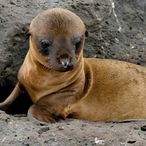 sea lion Galapagos giant wildlife Michael Perry volcano lava Cynthia Perry seal sierra negra San Cristobal Iguana Puerto Ayara tortoise Equador