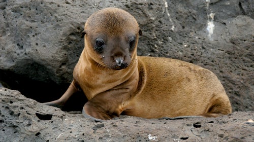 14 Tips for Discovering San Diego Sea Lions & Seals - A Piece of Travel