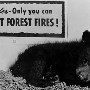 Orphaned black bear cub