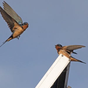 barn swallows solar panel ivanpah brightsource energy california mojave desert solar farm power tower streamers outside magazine outside online hannah weinberger news from the field