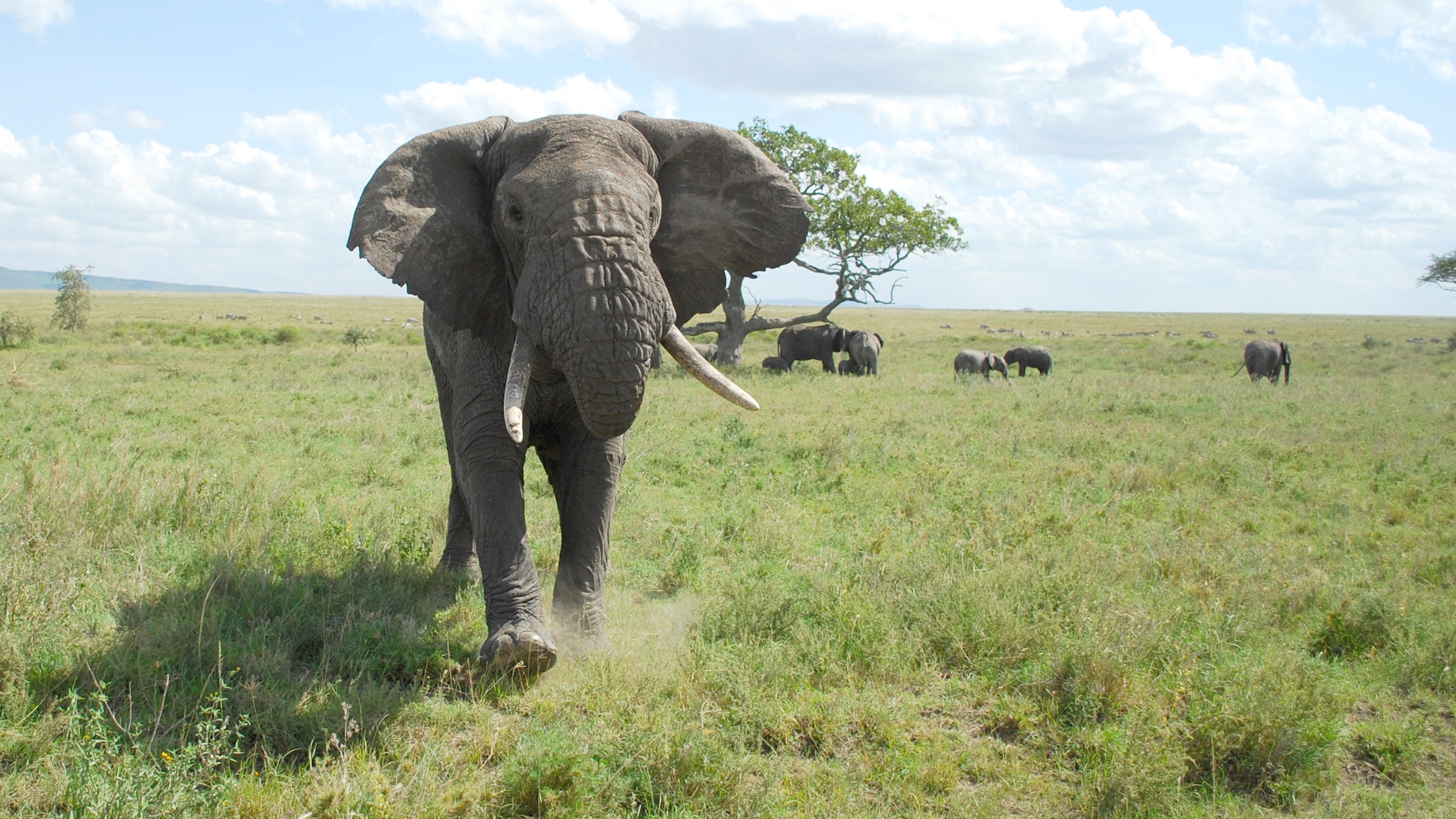 environmental investigation age elephants ivory poaching smuggling crime tanzania africa china xi jinping
