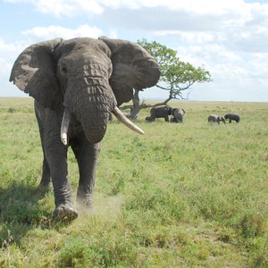 environmental investigation age elephants ivory poaching smuggling crime tanzania africa china xi jinping
