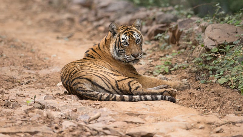 indian zoo tiger attack