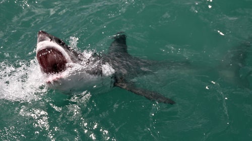 The U.S. has the most reported shark attacks with Florida accounting for a significant chunk of that number, though fewer of those attacks end in death than those in Australia.