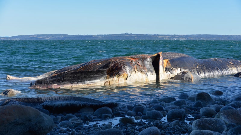 humpback australia perth western australia surf whale wildlife conservation act news from the field hannah weinberger outside outside online outside magazine