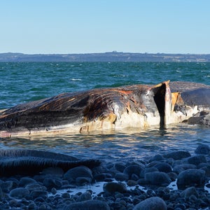 humpback australia perth western australia surf whale wildlife conservation act news from the field hannah weinberger outside outside online outside magazine