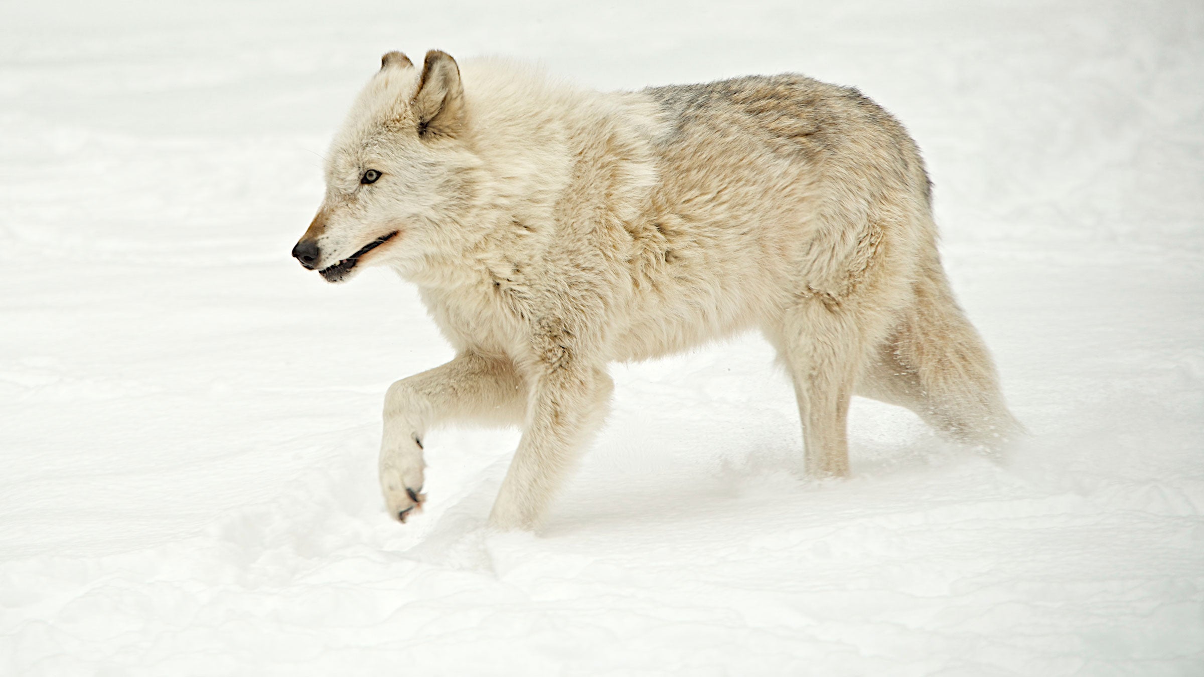 wolf hunt wisconsin outside