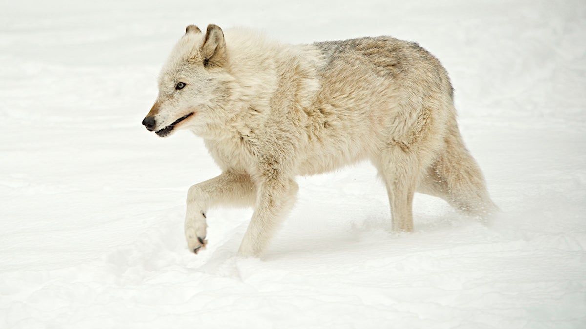 Wisconsin Wolf Hunt May Come to an Early End