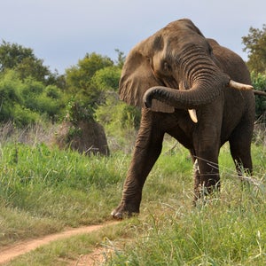 african elephant dallas safari club poaching hunting conservation