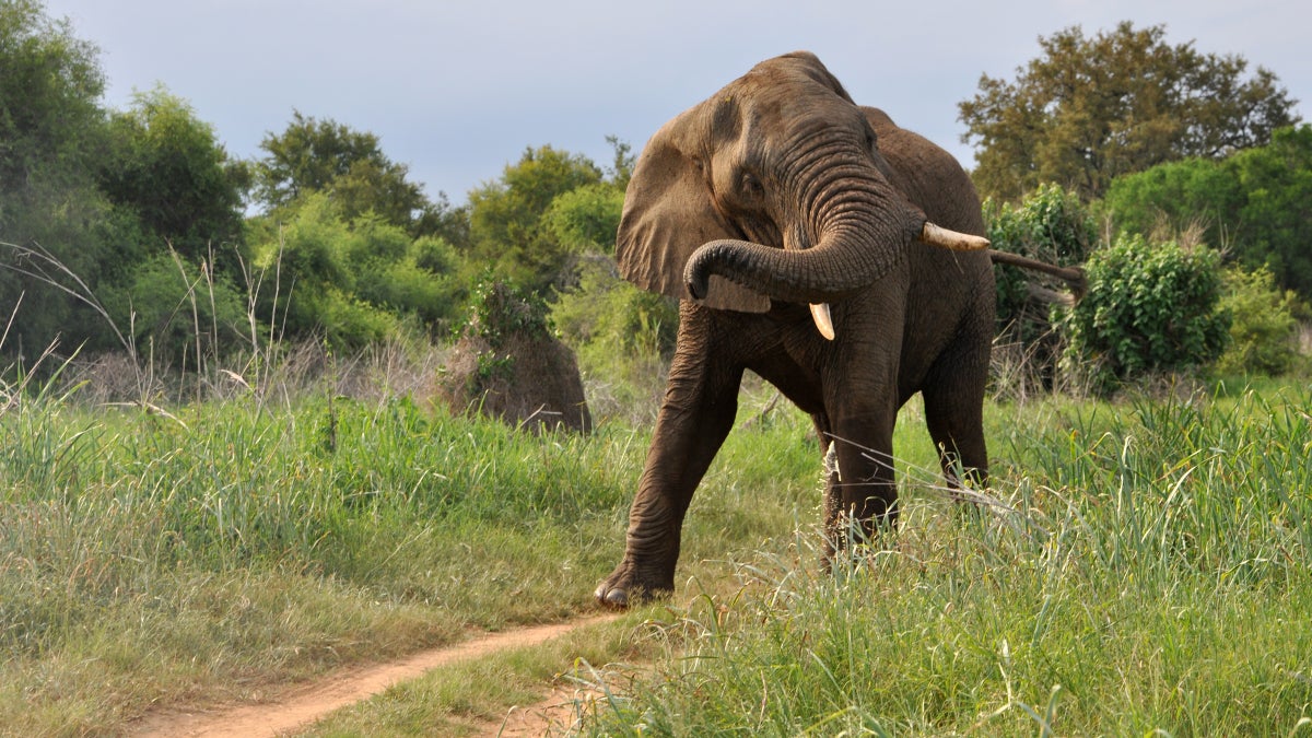 Dallas Club Cancels African Elephant Hunt