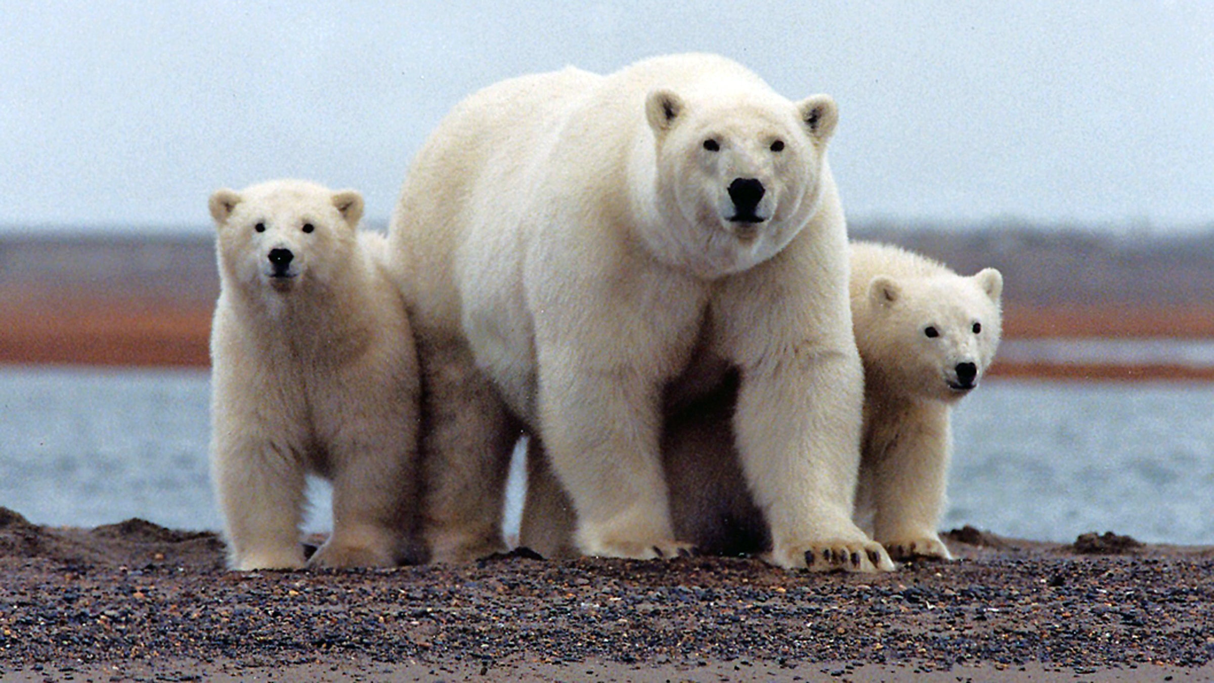 Polar bears along the Beaufort Sea coast in Arctic National Wildlife Refuge.