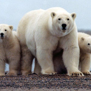 Polar bears along the Beaufort Sea coast in Arctic National Wildlife Refuge.