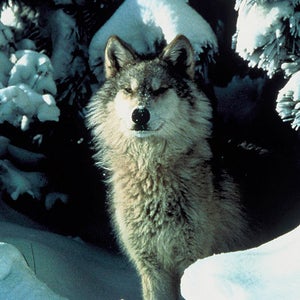 gray wolf grand canyon echo hunting endangered species