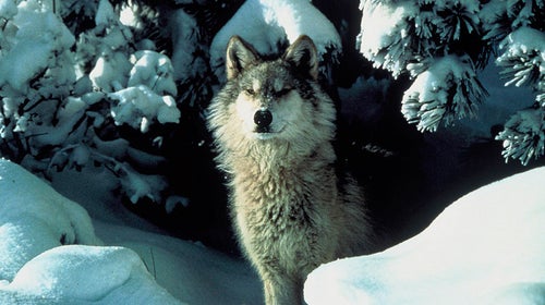 gray wolf grand canyon echo hunting endangered species