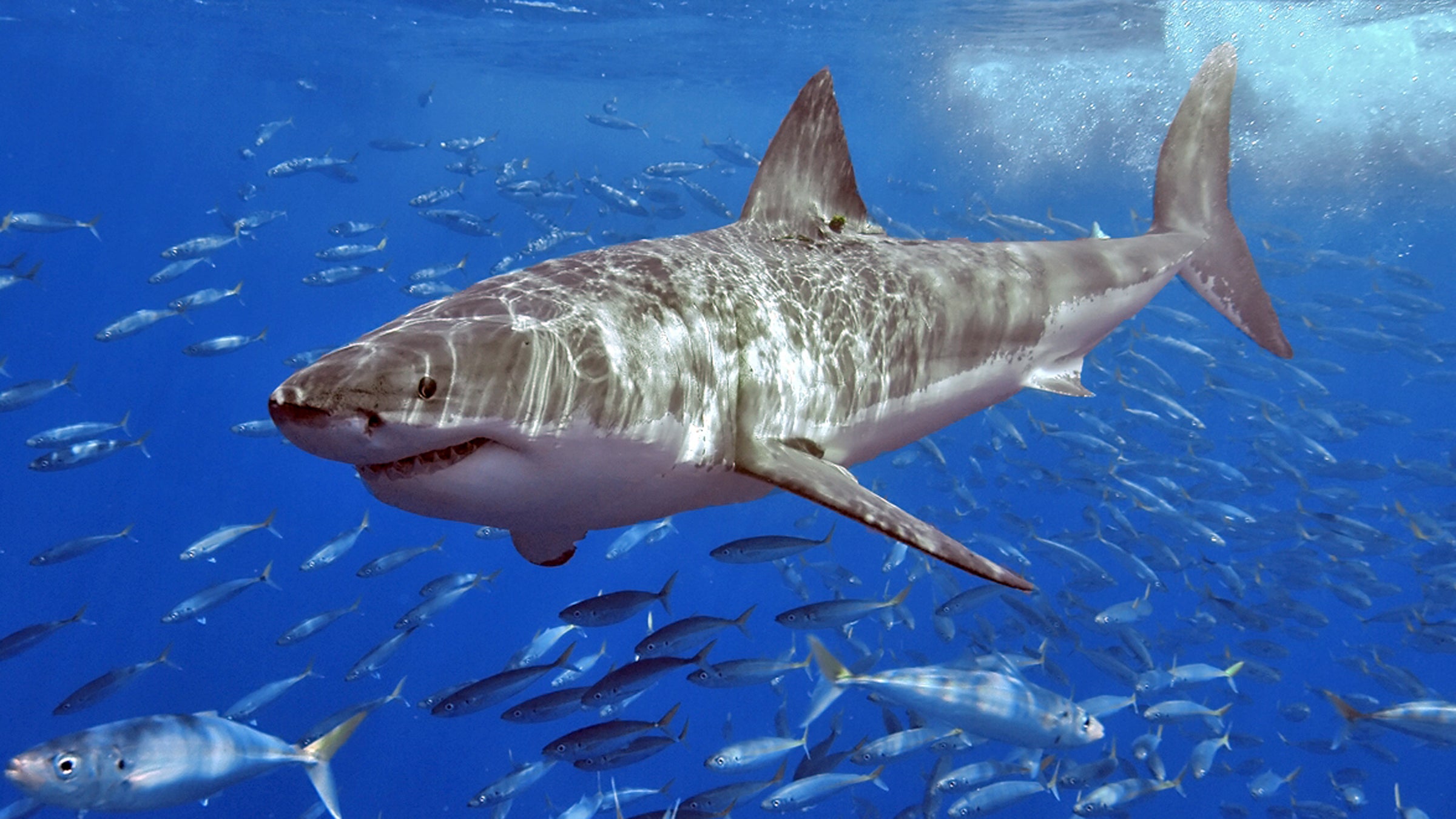 Tracking sharks like Katharine (not pictured) has taught scientists that apex predators have patterned and not just random migration habits.