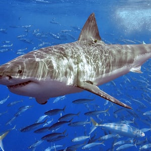 Tracking sharks like Katharine (not pictured) has taught scientists that apex predators have patterned and not just random migration habits.