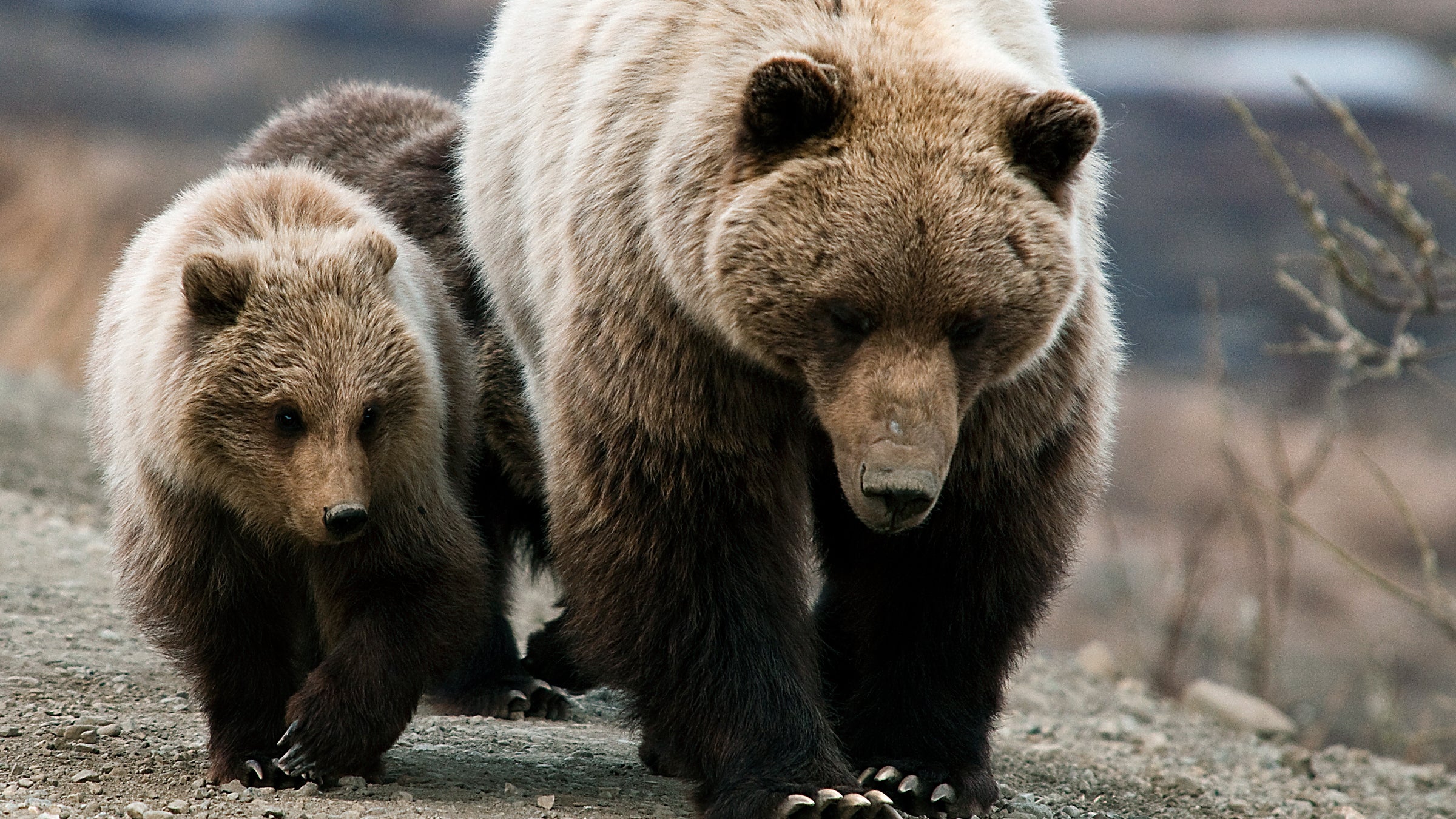 The man who shot the bears asked Fish and Wildlife officials for the bodies so that he could mount them on his wall as trophies.