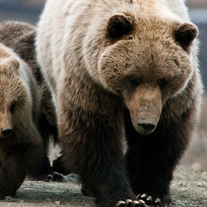 The man who shot the bears asked Fish and Wildlife officials for the bodies so that he could mount them on his wall as trophies.