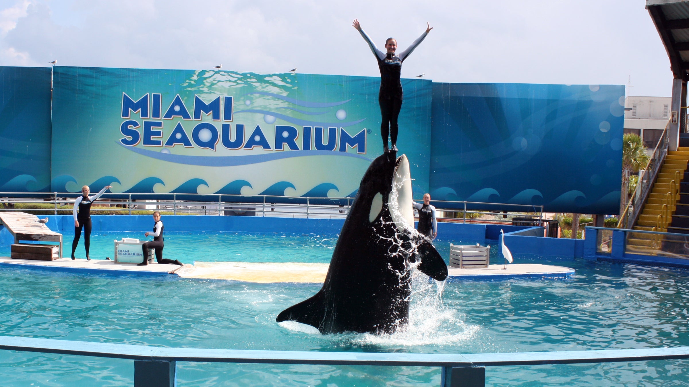 The Horrors of Lolita – Miami High News