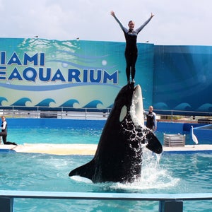 Miami Seaquarium has had Lolita for 44 years.