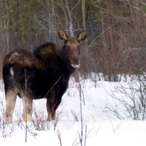 flickr moose poplar trees snow willows