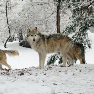 or-7 oregon gray wolves wildlife conservation