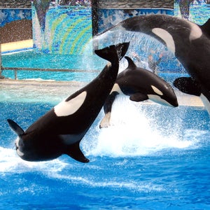 San Diego's new whale tank will hold about twice the volume that the current tank does.
