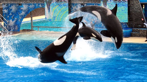 San Diego's new whale tank will hold about twice the volume that the current tank does.