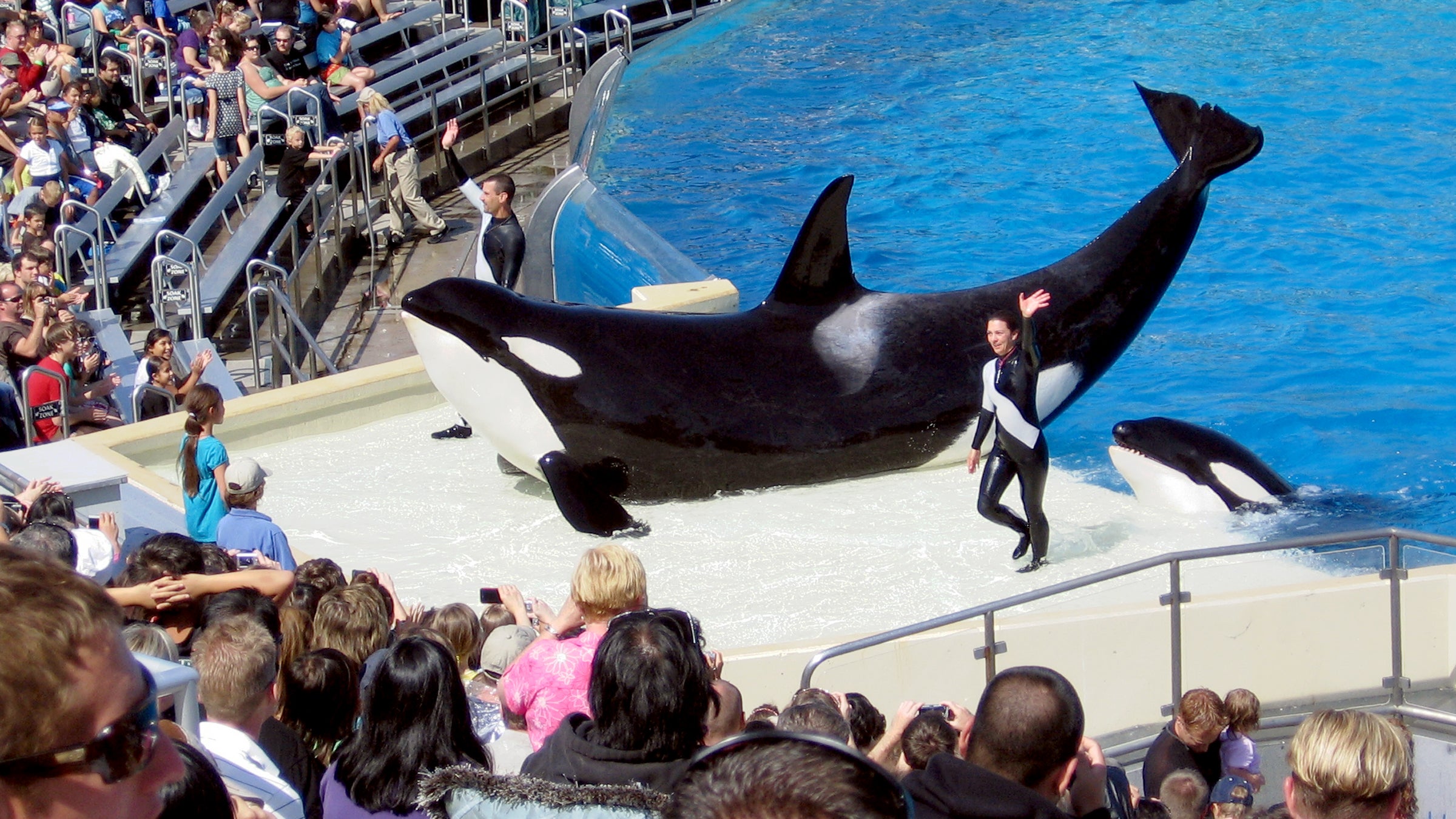 seaworld ceo blackfish