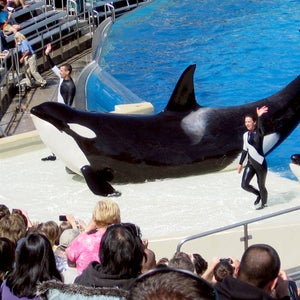 seaworld ceo blackfish