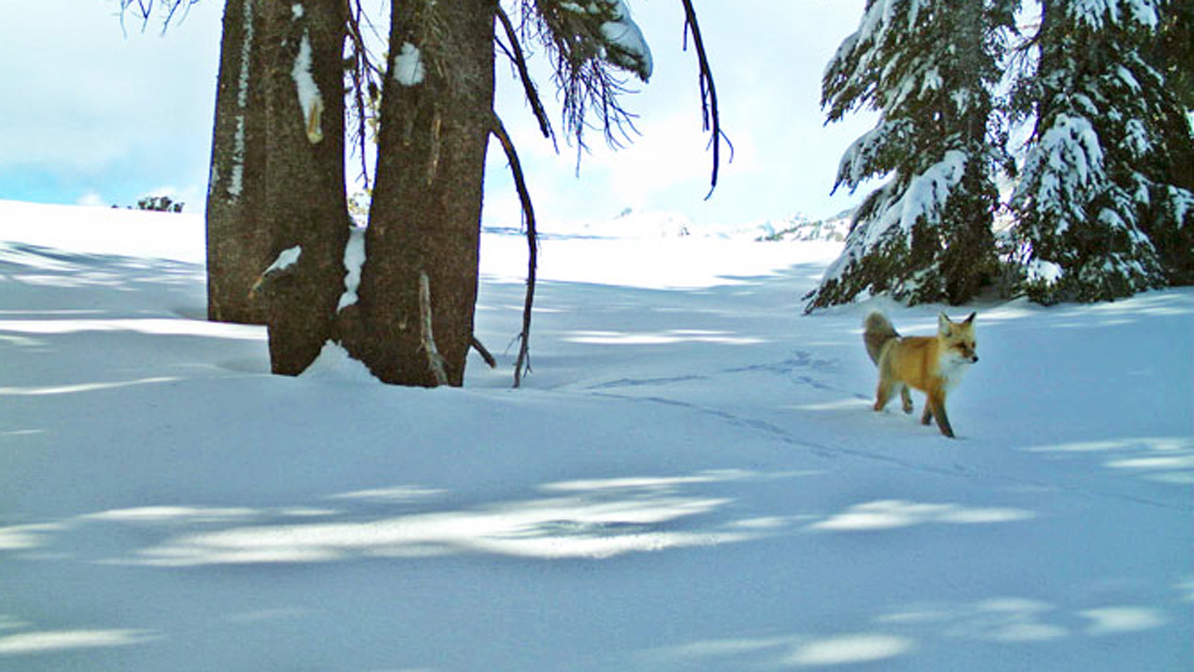 yosemite national park sierra nevada red fox