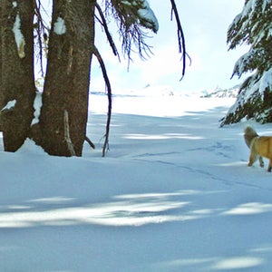 yosemite national park sierra nevada red fox