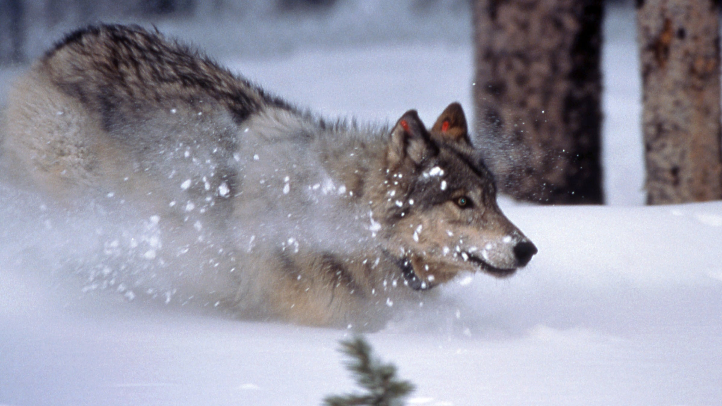 Wolves are a prominent factor preventing elk populations from rebounding in Idaho.