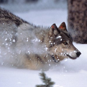 Wolves are a prominent factor preventing elk populations from rebounding in Idaho.