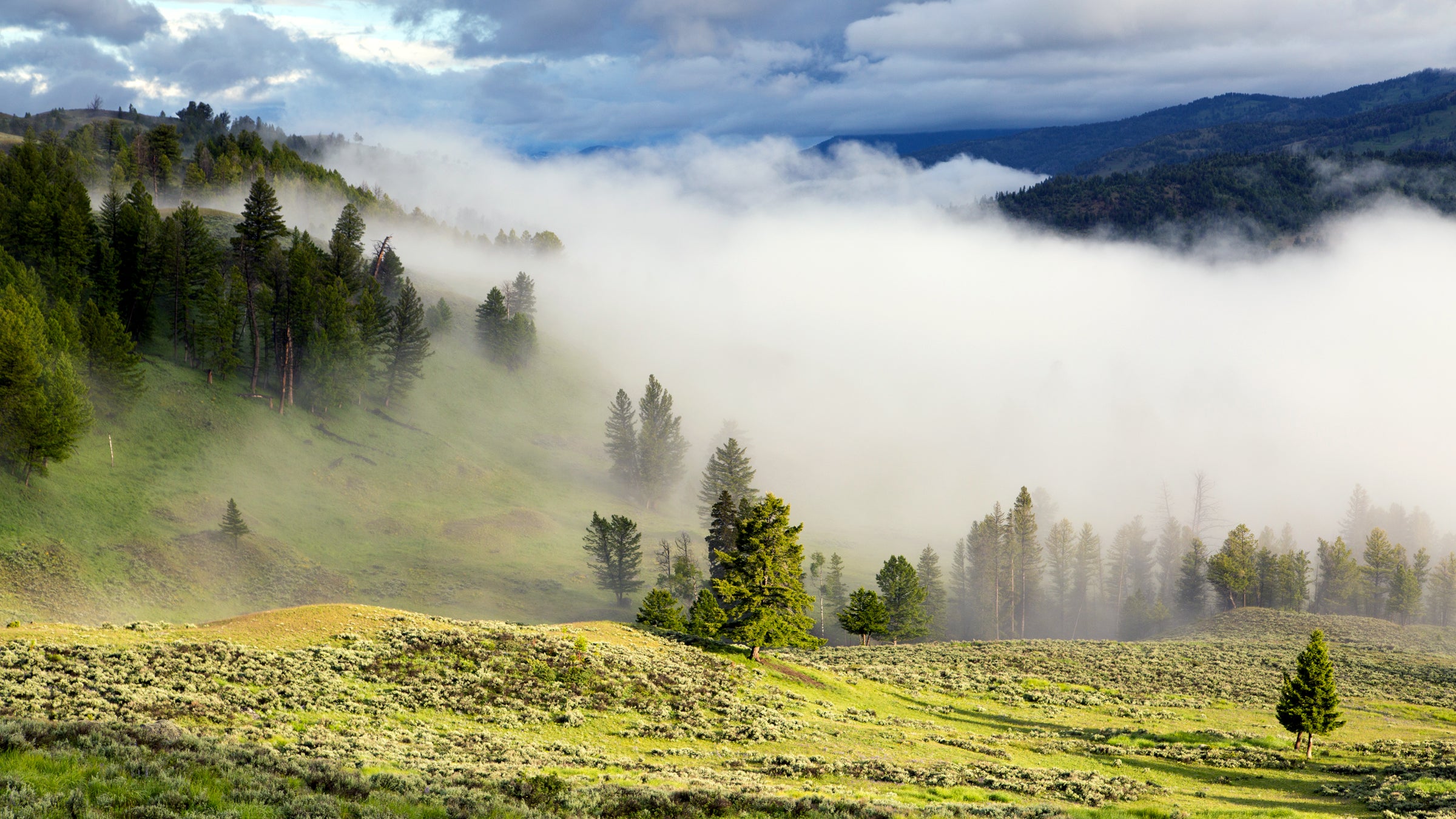 yellowstone national park marijuana drugs