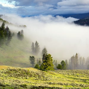 yellowstone national park marijuana drugs
