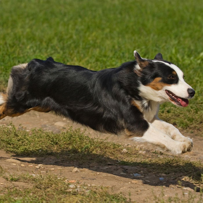 australian shepherd