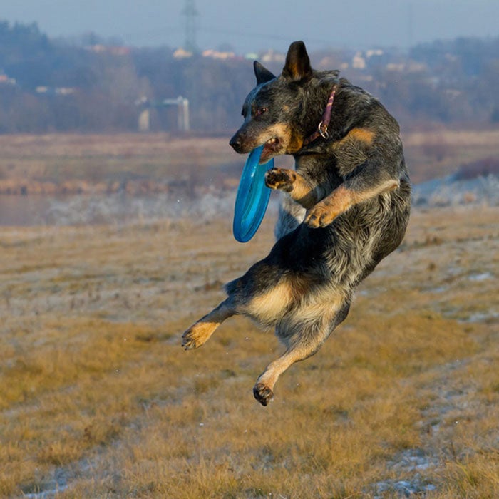 australian cattle dog best active dogs