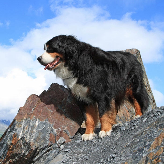bernese mountain dog best active dogs