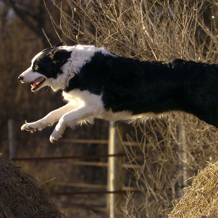 border collie best running dogs