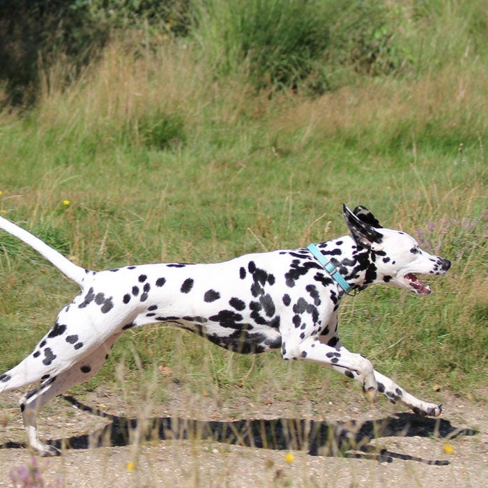 dalmatian best running dogs